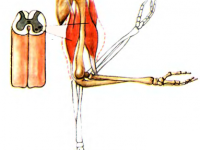 Тренировка мышц антагонистов